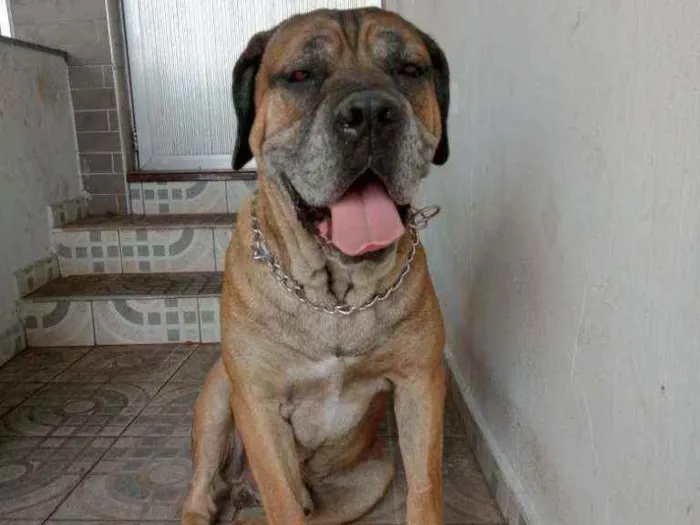 Cachorro ra a Cane Corso idade 5 anos nome Marmaduke 