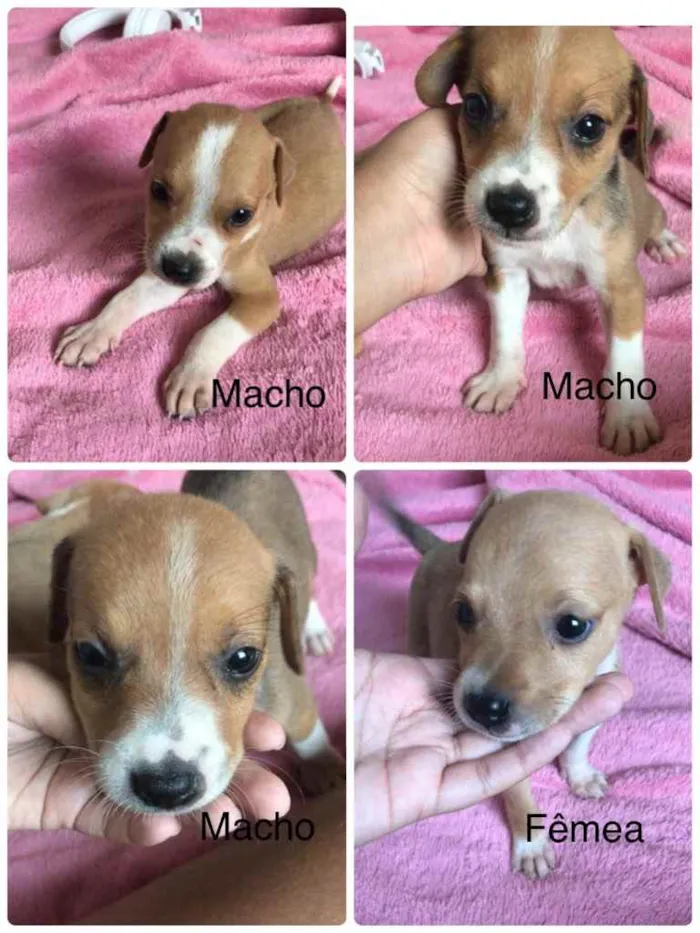 Cachorro raça Mãe pitbull pai não sei ao cer idade 2 a 6 meses nome Sem nome
