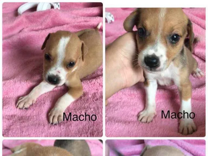 Cachorro raça Mãe pitbull pai não sei ao cer idade 2 a 6 meses nome Sem nome