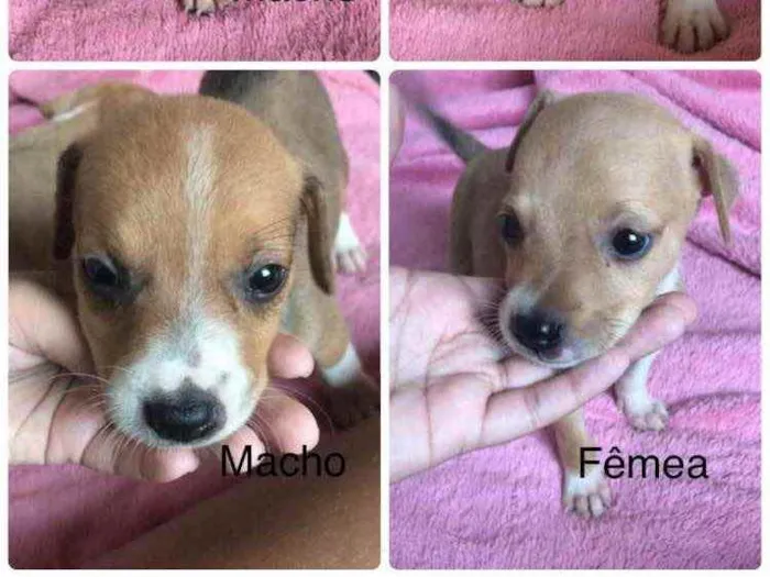 Cachorro raça Mãe pitbull pai não sei ao cer idade 2 a 6 meses nome Sem nome