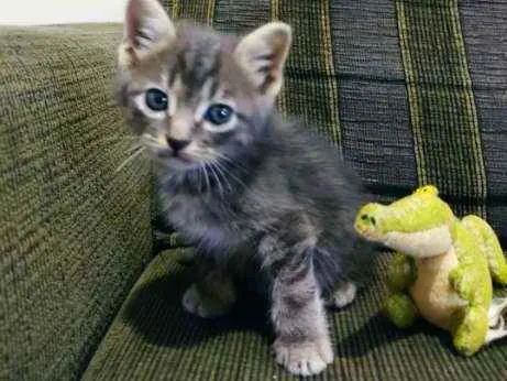 Gato ra a SDR idade Abaixo de 2 meses nome Chokito 