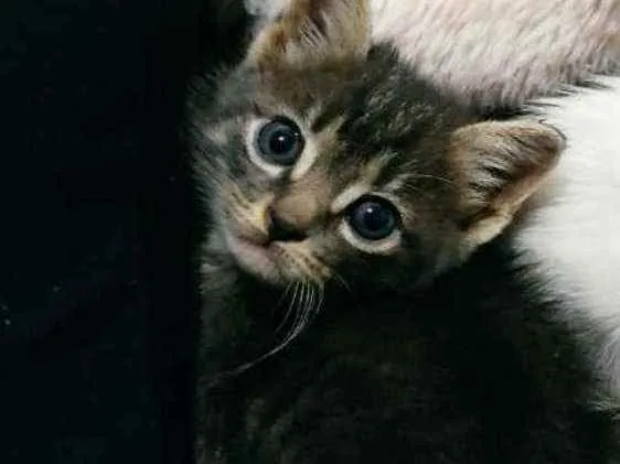 Gato ra a SDR idade Abaixo de 2 meses nome Chokito 