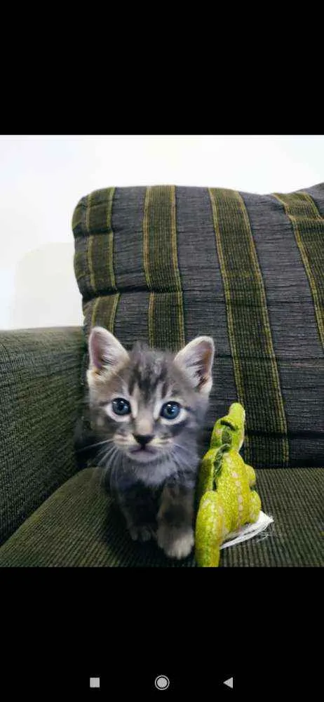 Gato ra a SDR idade Abaixo de 2 meses nome Chokito 
