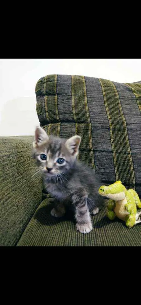 Gato ra a SDR idade Abaixo de 2 meses nome Chokito 