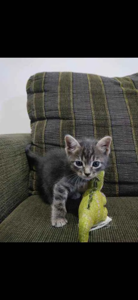 Gato ra a SDR idade Abaixo de 2 meses nome Chokito 