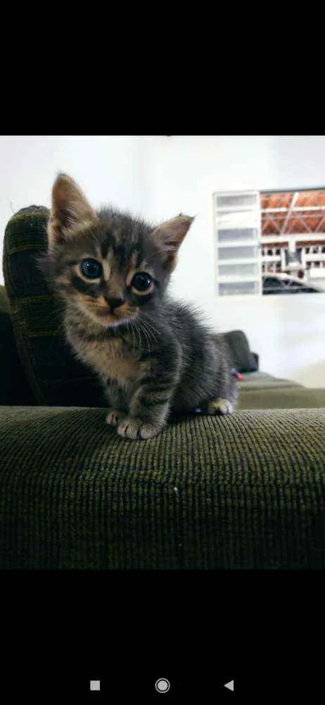 Gato ra a SDR idade Abaixo de 2 meses nome Chokito 