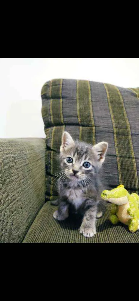 Gato ra a SDR idade Abaixo de 2 meses nome Chokito 