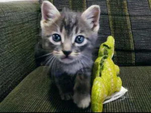 Gato raça SDR idade Abaixo de 2 meses nome Chokito 