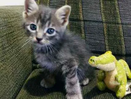 Gato ra a SDR idade Abaixo de 2 meses nome Chokito 