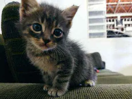 Gato ra a SDR idade Abaixo de 2 meses nome Chokito 