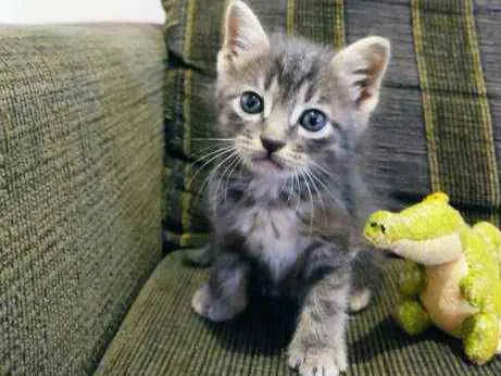 Gato ra a SDR idade Abaixo de 2 meses nome Chokito 