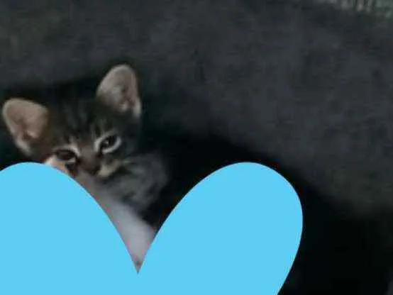 Gato ra a SDR idade Abaixo de 2 meses nome Chokito 