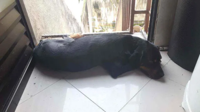 Cachorro ra a Rottweiler c/pastor alemão  idade 4 anos nome Zeus