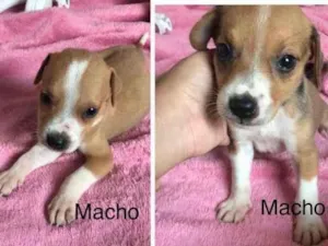 Cachorro raça Mãe pitbull pai não sei ao cer idade 2 a 6 meses nome Sem nome