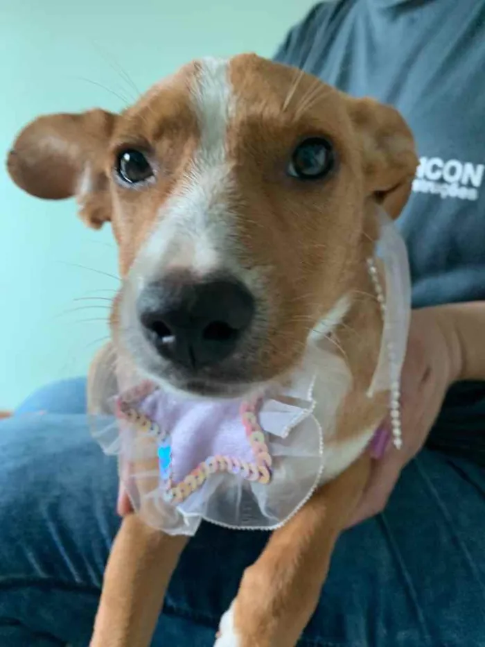 Cachorro raça ? idade 2 anos nome lizy