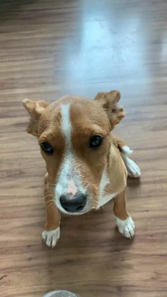 Cachorro raça ? idade 2 anos nome lizy