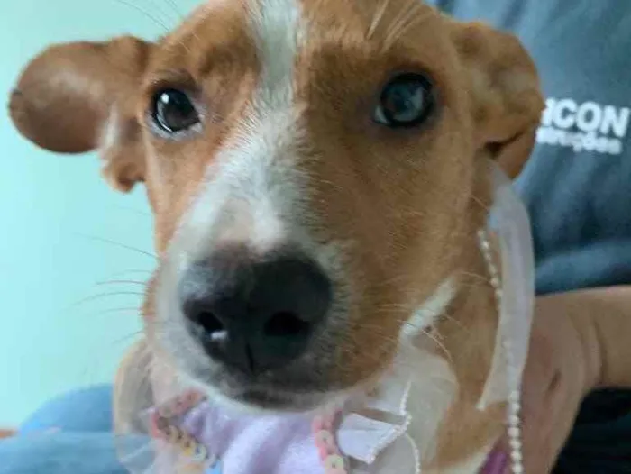 Cachorro raça ? idade 2 anos nome lizy