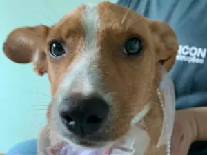 Cachorro raça ? idade 2 anos nome lizy