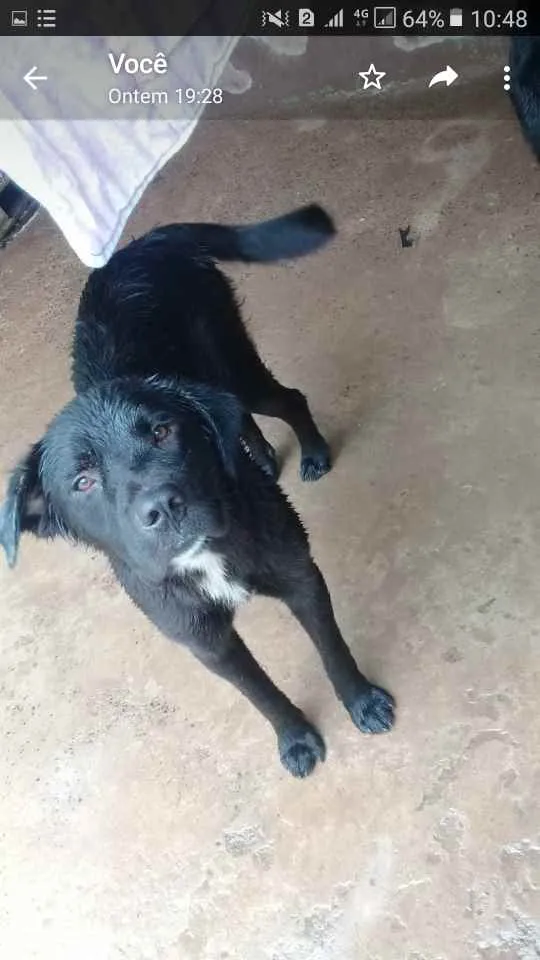 Cachorro raça Lavrador idade 1 ano nome Nina e negão 