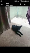Nina e negão 