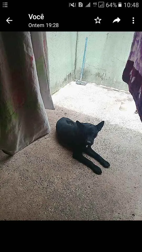 Cachorro raça Lavrador idade 1 ano nome Nina e negão 