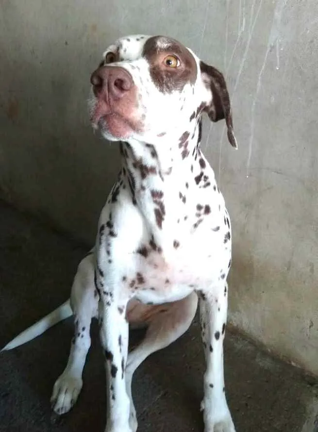 Cachorro raça Dálmata  idade 5 anos nome Nutella dálmata 