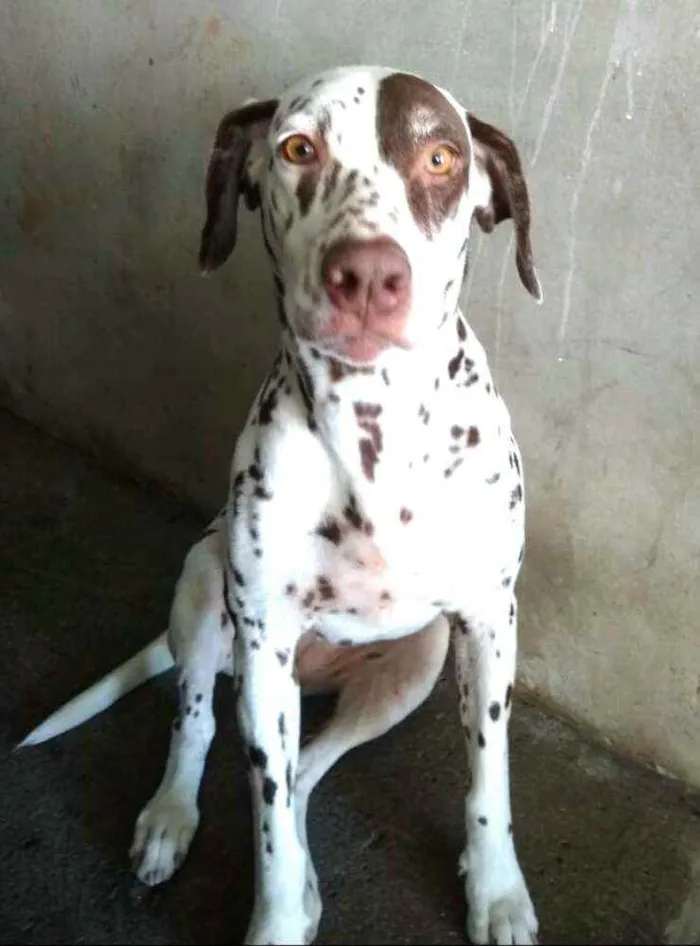 Cachorro raça Dálmata  idade 5 anos nome Nutella dálmata 