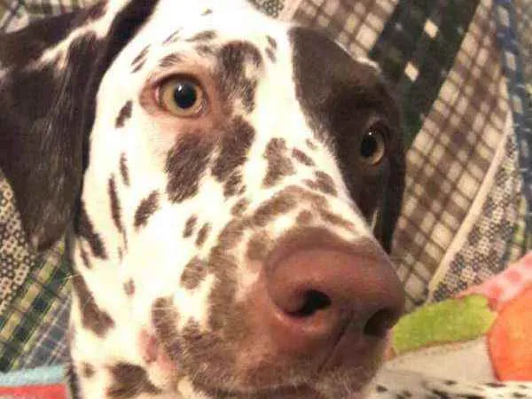 Cachorro raça Dálmata  idade 5 anos nome Nutella dálmata 