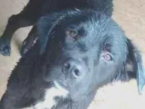 Cachorro raça Lavrador idade 1 ano nome Nina e negão 
