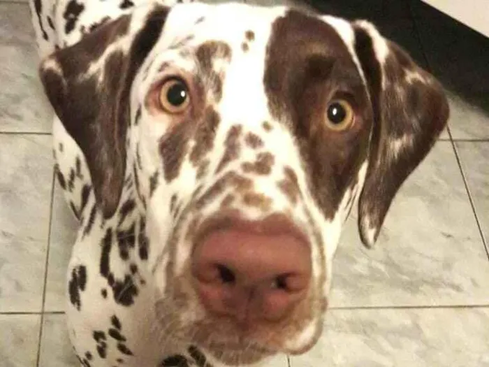 Cachorro raça Dálmata  idade 5 anos nome Nutella dálmata 