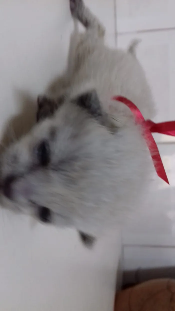 Gato ra a indefinida idade Abaixo de 2 meses nome sem nome