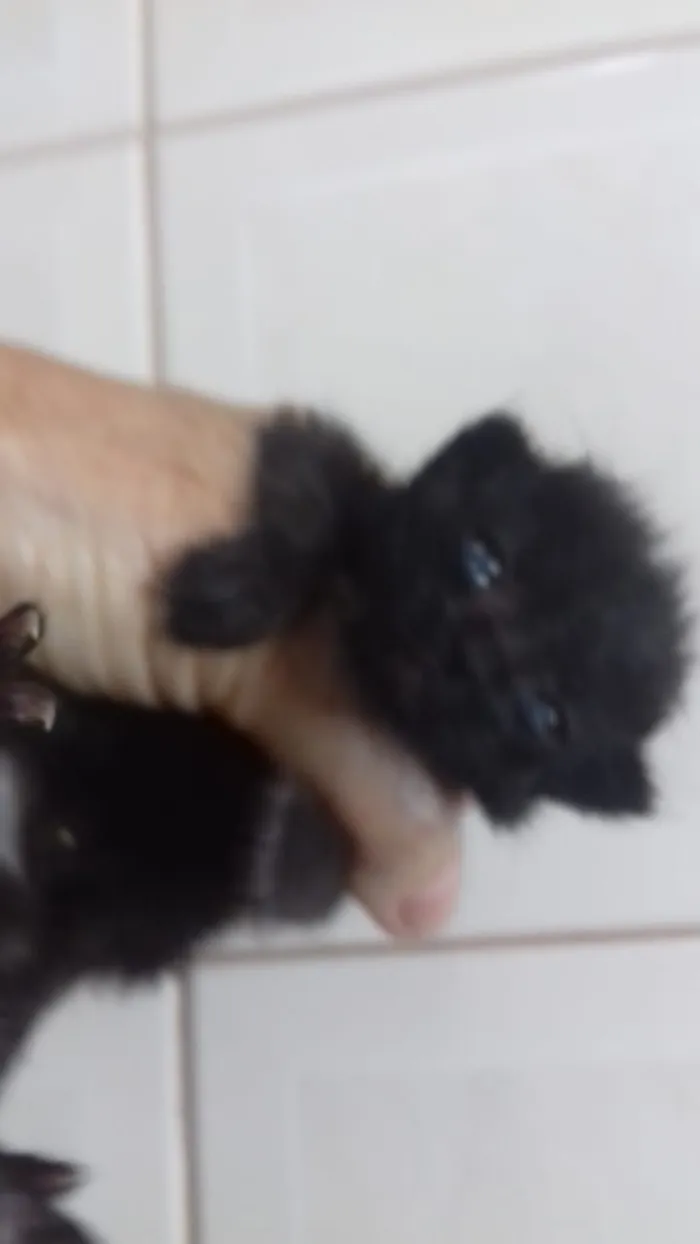 Gato ra a indefinida idade Abaixo de 2 meses nome sem nome