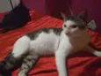 Floki