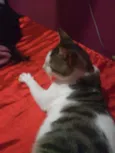 Floki