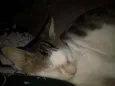 Floki