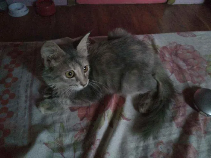 Gato ra a Angorá idade 2 a 6 meses nome Juliet