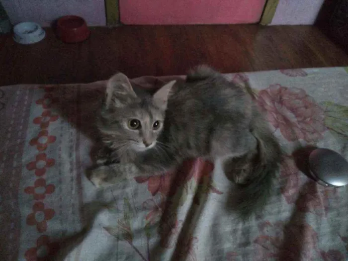 Gato ra a Angorá idade 2 a 6 meses nome Juliet