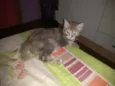 Juliet