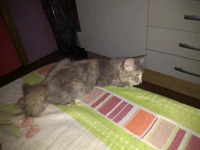 Gato ra a Angorá idade 2 a 6 meses nome Juliet