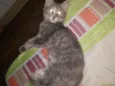 Juliet