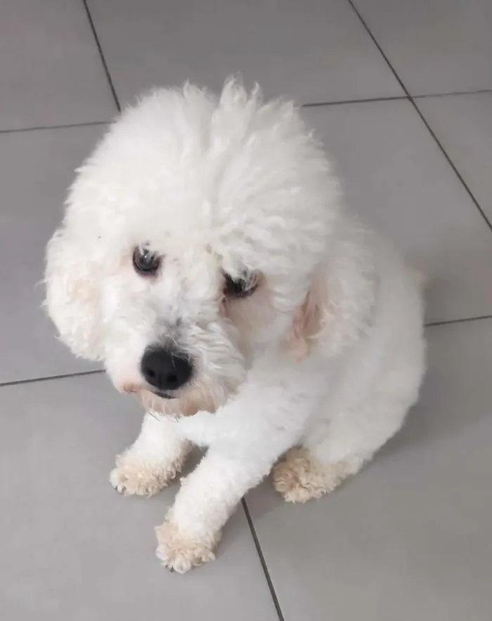 Cachorro ra a Poodle Toy idade 2 anos nome Buddy