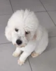 Buddy