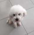 Buddy