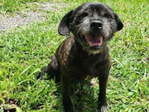 Cachorro raça SRD idade 6 ou mais anos nome PRETO