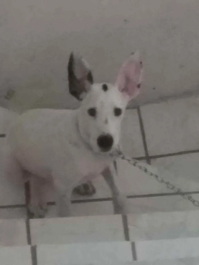 Cachorro ra a Dalmata idade 2 a 6 meses nome Lup