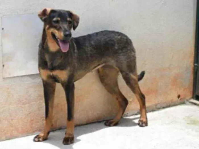 Cachorro raça Vira lata  idade 1 ano nome Mary