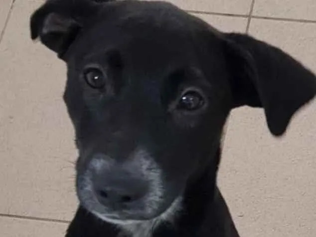 Cachorro raça Vira lata  idade 7 a 11 meses nome Bebel