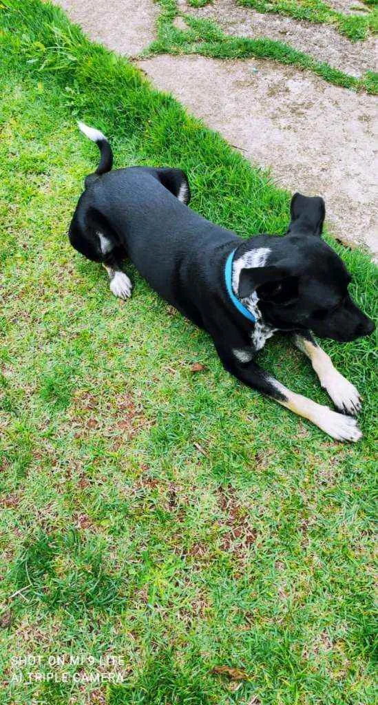 Cachorro raça Vira lata idade 7 a 11 meses nome Sorriso