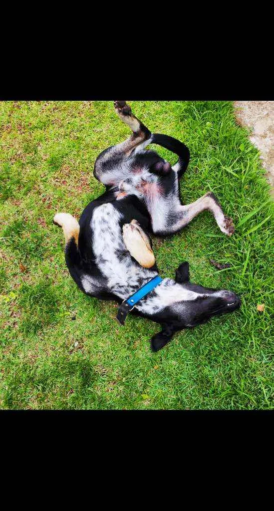 Cachorro raça Vira lata idade 7 a 11 meses nome Sorriso