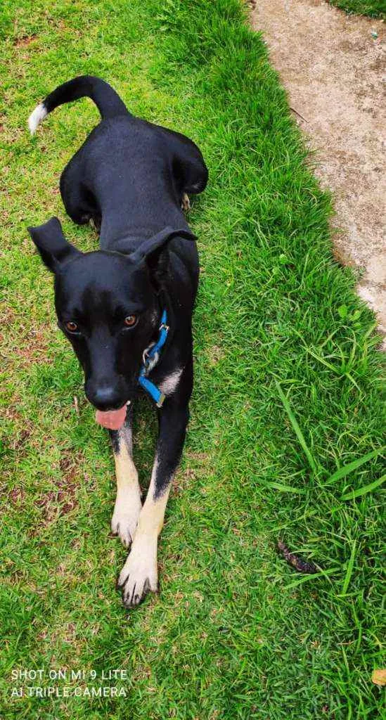 Cachorro raça Vira lata idade 7 a 11 meses nome Sorriso